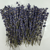 Bundle of 50 fresh organic lavender stems with vibrant purple blooms for drinks and desserts
